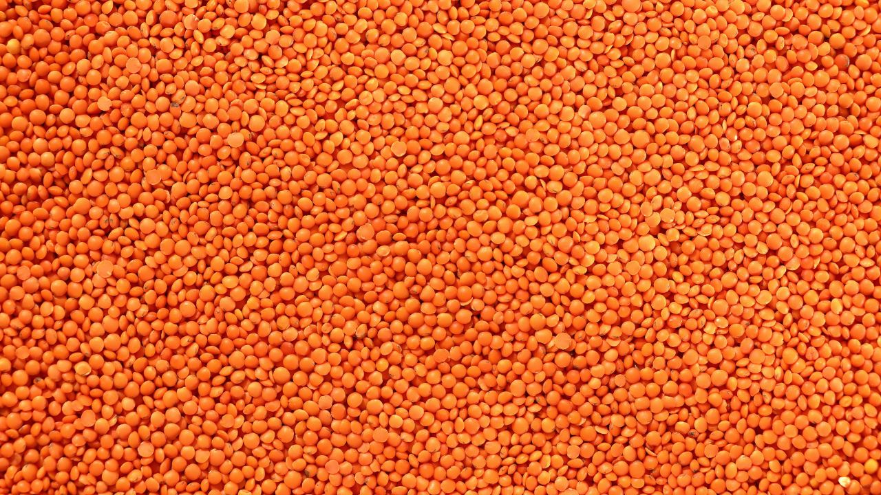 Bihar Masoor Procurement 2026 Government Approves 32000 Metric Ton Lentil Purchase On Msp Benefits For Farmers