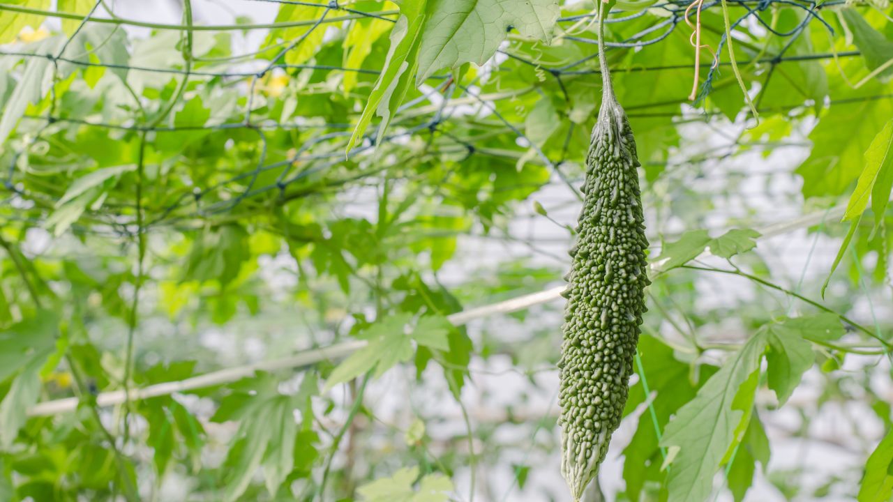 March Farming Guide Jayed Crops Agri Dept Advisory To Farmer Kaddu Ki Kheti Ke Tips