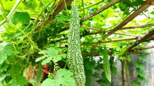 Tip Of The Day: किसान ध्यान दें! मार्च में इस फसल की बुवाई कर ली तो होगा डबल मुनाफा, जानें सही तरीका