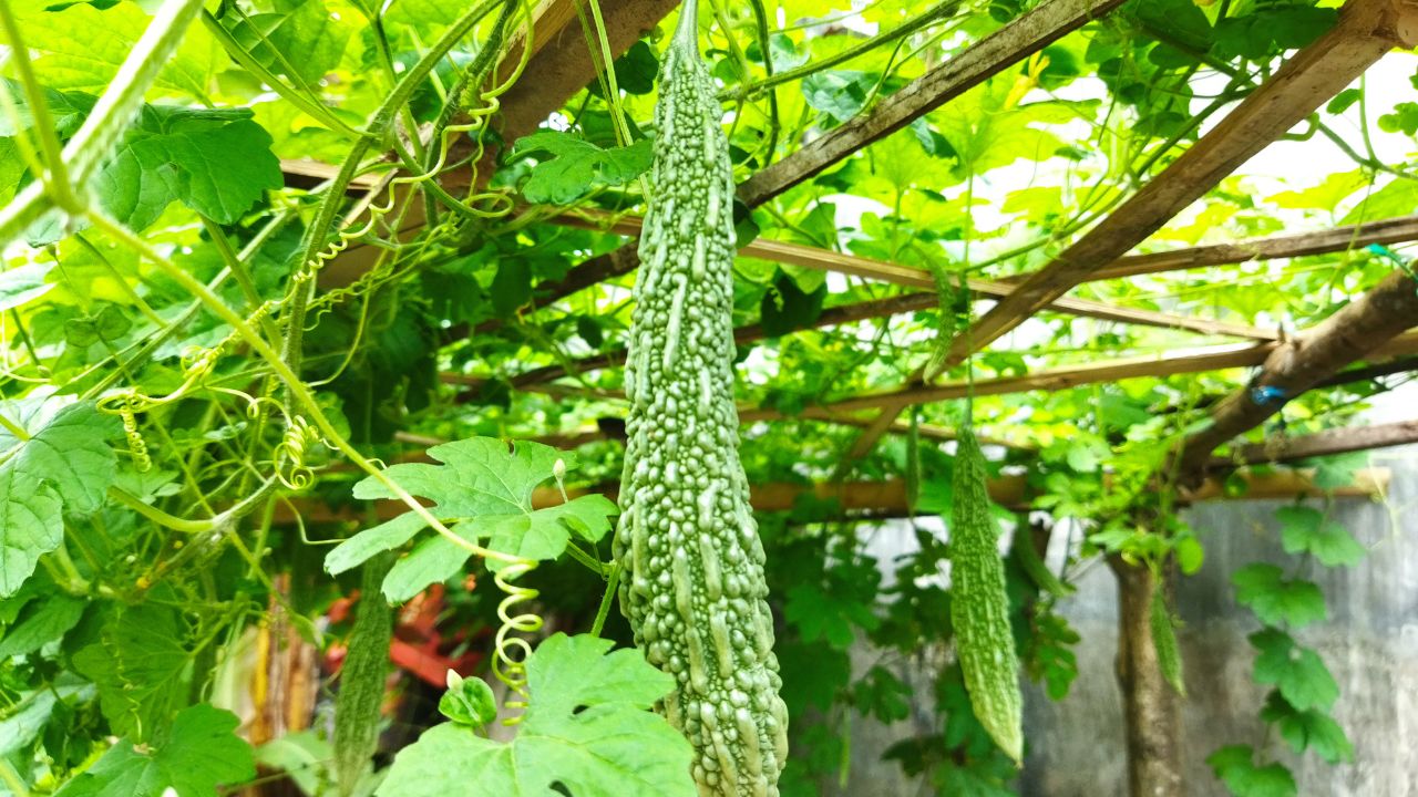 Bitter Gourd Farming In March Best Time For Sowing Soil Irrigation Tips Karela Ki Kheti