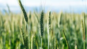 खेत में गेहूं की बालियां मुड़ने लगी हैं? कृषि वैज्ञानिक से जानें कारण और इसे दूर करने का तरीका