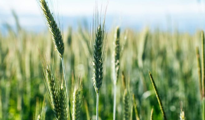 खेत में गेहूं की बालियां मुड़ने लगी हैं? कृषि वैज्ञानिक से जानें कारण और इसे दूर करने का तरीका
