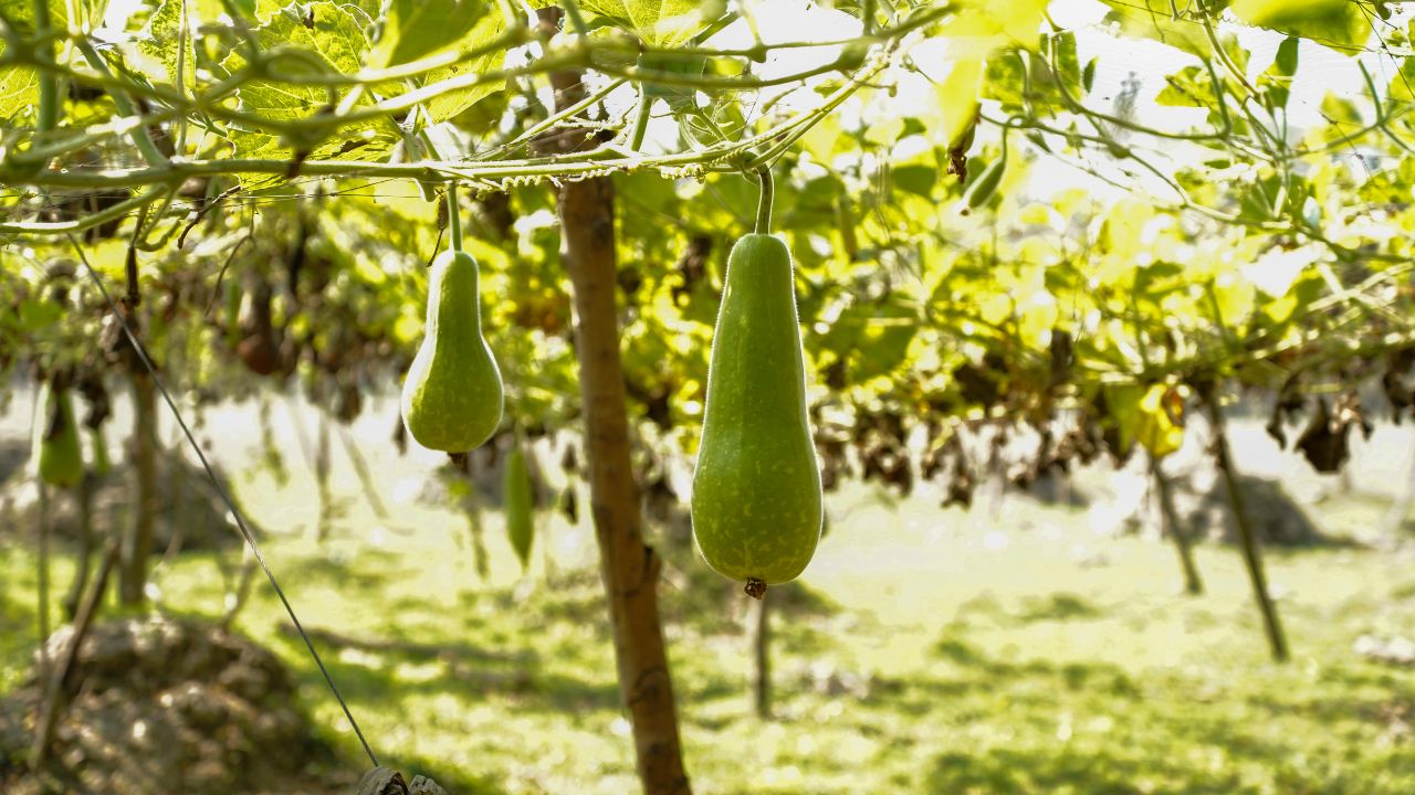Lauki Ki Kheti Ke Tips Scientific Methods For Bottle Gourd Farming For High Profit