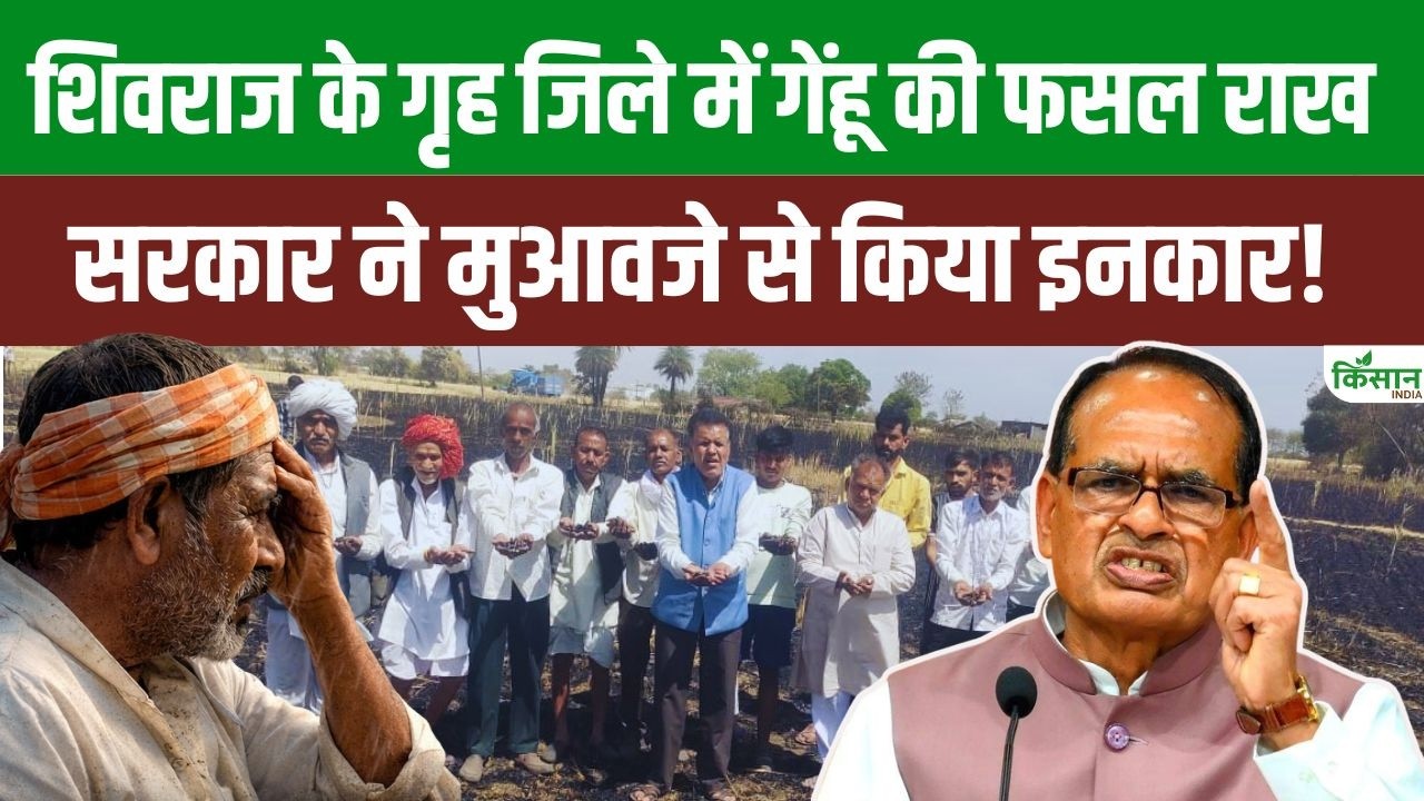 15 Acres Wheat Crop Burnt Ashes In Shivraj Singh Home District Farmers Raised Demand Compensation