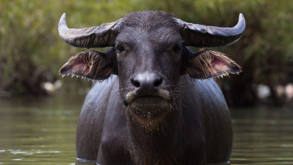 Buffalo Farming: पशुपालक अभी कर लें ये इंतजाम नहीं तो गर्मी में 15 फीसदी तक घट सकता है भैंस का दूध!