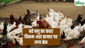 छत्तीसगढ़ में बर्ड फ्लू का कहर, 5500 मुर्गियों की मौत के बाद चिकन-अंडा बिक्री बंद, कारोबारियों में भारी गुस्सा