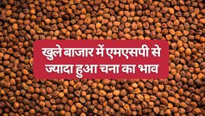 एमएसपी से 225 रुपये ज्यादा भाव में बिक रहा चना, सरकारी खरीद शुरू पर प्राइवेट प्लेयर्स को बेच रहे किसान