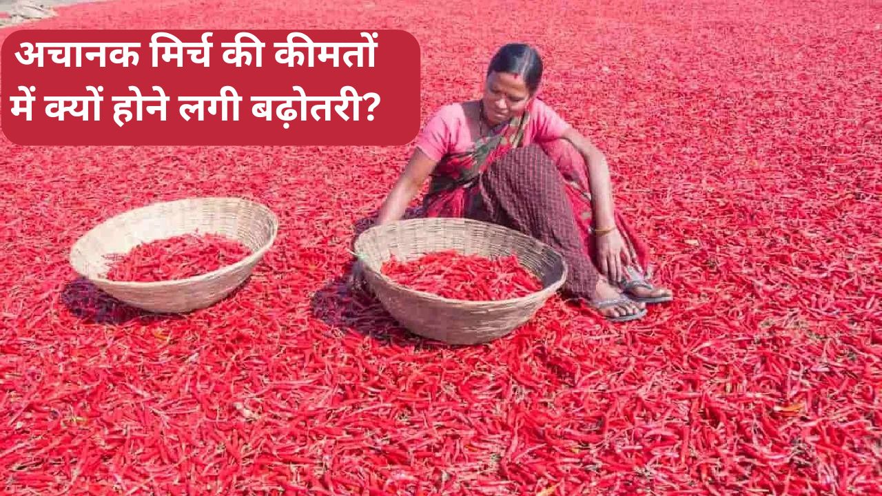 ईरान-इजरायल जंग के बीच अचानक बढ़ी मिर्च की मांग, 56000 रुपये क्विंटल रेट.. किसानों की बंपर कमाई