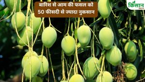 ब्लैक थ्रिप्स से आम की फसल प्रभावित.. उत्पादन कम होने से कीमतों में बढ़ोतरी, 23000 रुपये क्विंटल रेट