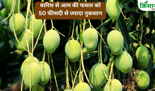 ब्लैक थ्रिप्स से आम की फसल प्रभावित.. उत्पादन कम होने से कीमतों में बढ़ोतरी, 23000 रुपये क्विंटल रेट