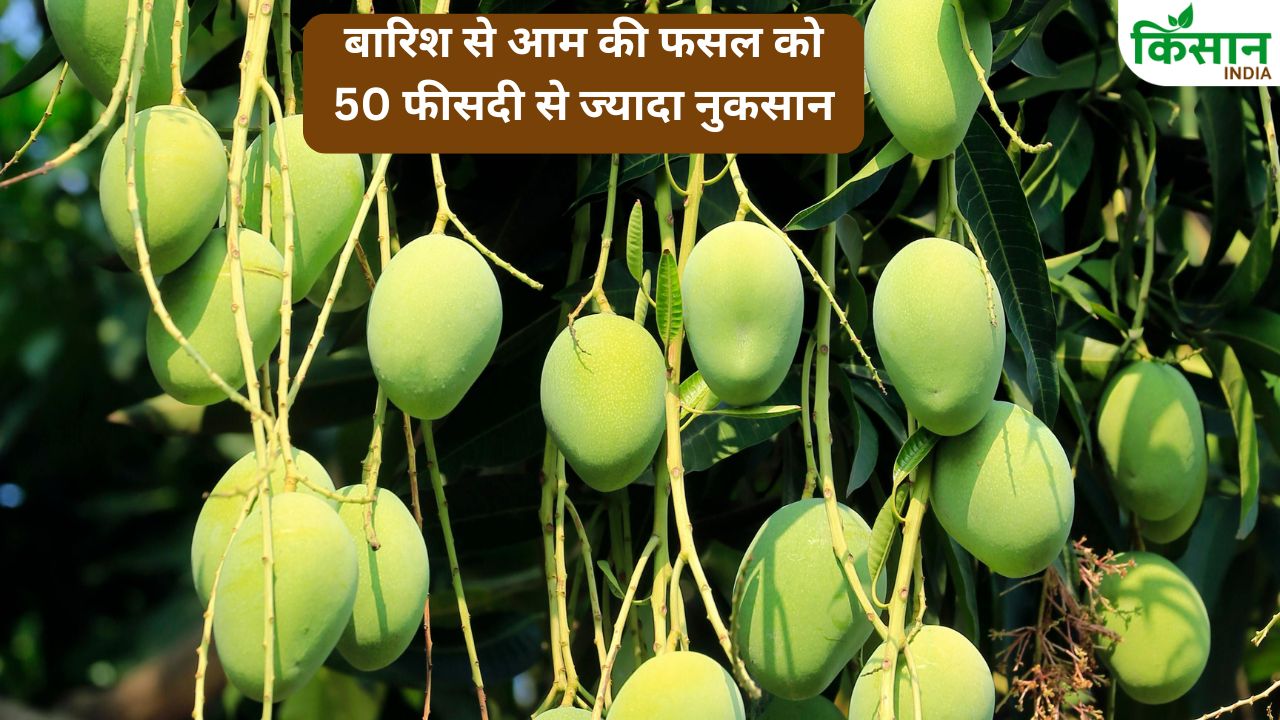 Black Thrips Infests Mango Crops In Andhra Pradesh Price Hike