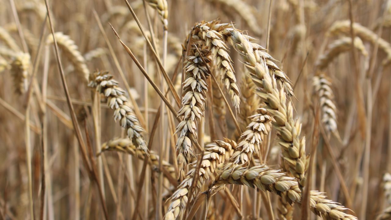 Bihar Crop Compensation Scheme 2026 Fasal Nuksan Muawza Amount Per Hectare Eligibility Apply Online Dbt Details