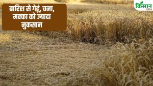 बेमौसम बारिश से 80 फीसदी तक चना फसल चौपट, किसानों को 2 लाख रुपये तक नुकसान.. सर्वे का काम शुरू