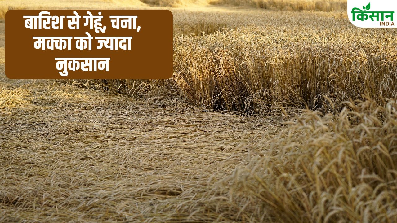 Crop Damage Unseasonal Rains Destroyed Up To 80 Percent Chickpea Crop In Haryana