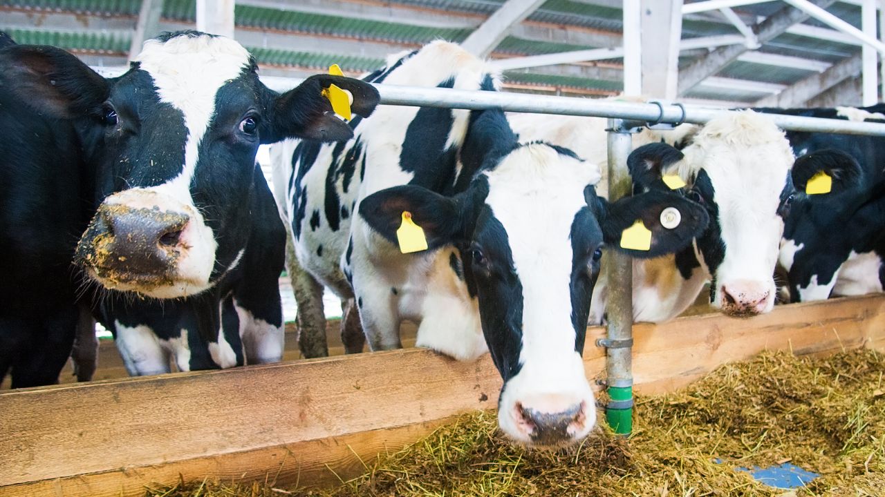 Dairy Farming Tips April Livestock Management Feeding Mineral Supplements To Increase Milk Production