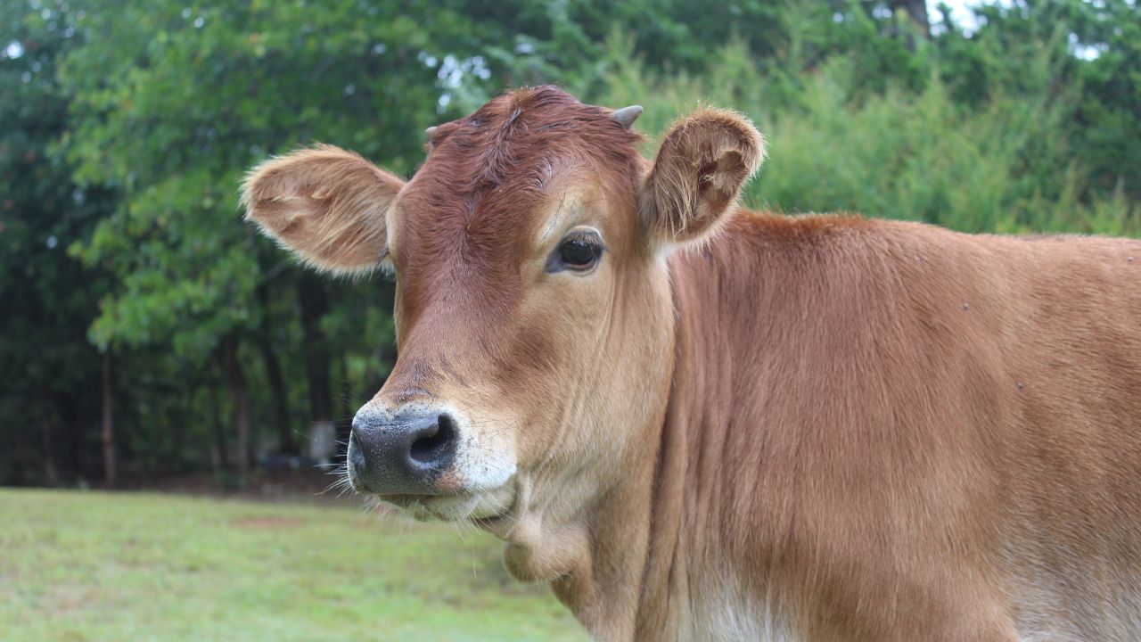 Rashtriya Gokul Mission Benefits Desi Cow Farming Income Increase Dairy Farming Tips