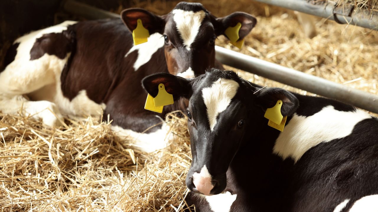 Dairy Farming Tips Benefits Of Feeding Clean Fodder To Animals Home Remedies To Increase Milk Production