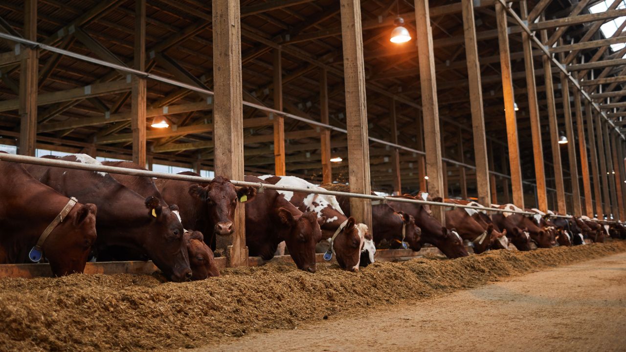 Animal Husbandry Importance Of Proper Cattle Shed Layout Clean Farm Management Tips For Dairy Animals