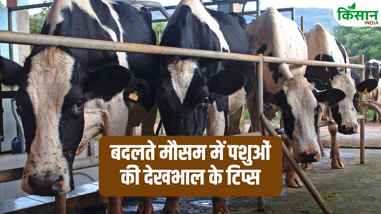 Dairy Farming Tips How To Protect Dairy Animals In Changing Weather Seasonal Disease Prevention In Livestock