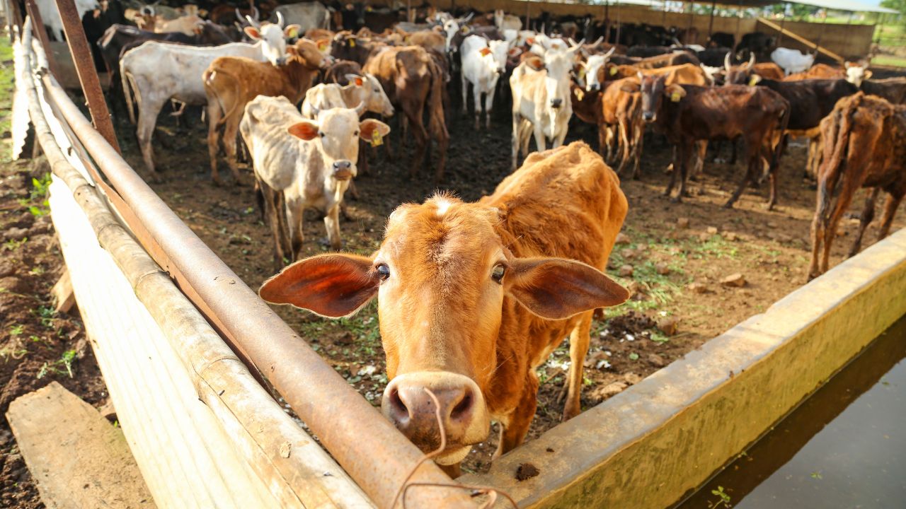 Animal Feed Mistakes Dairy Farming Tips Clean Fodder Healthy Livestock Milk Production