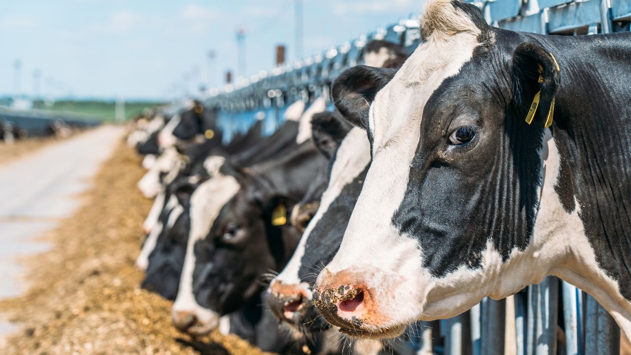 Animal Husbandry Pashupalan Kisan Credit Card Loan Eligibility Benefits How To Apply Online