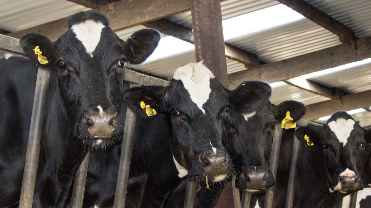 पशुपालन में बीमारी से बचने का सबसे बड़ा हथियार! जानें बायोसिक्योरिटी से कैसे बढ़ाएं अपनी आय