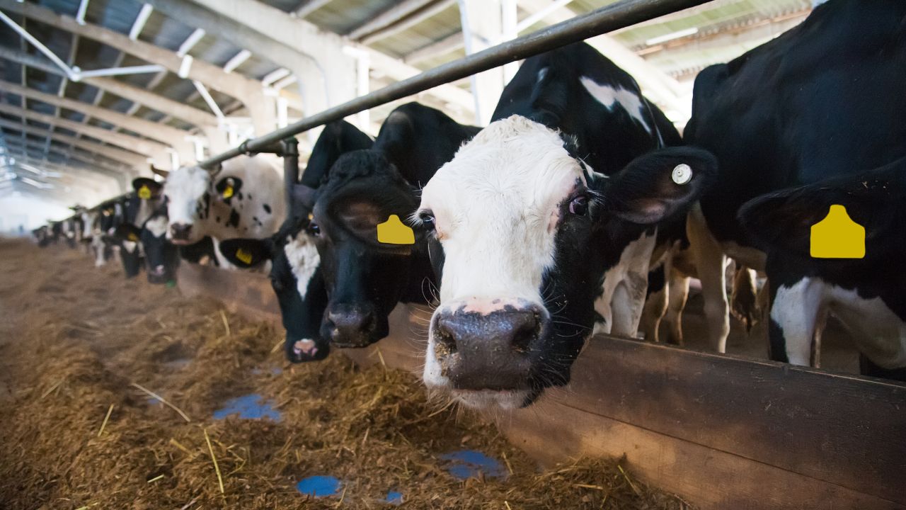 Animal Husbandry How To Increase Milk Production In Dairy Animals During Summer