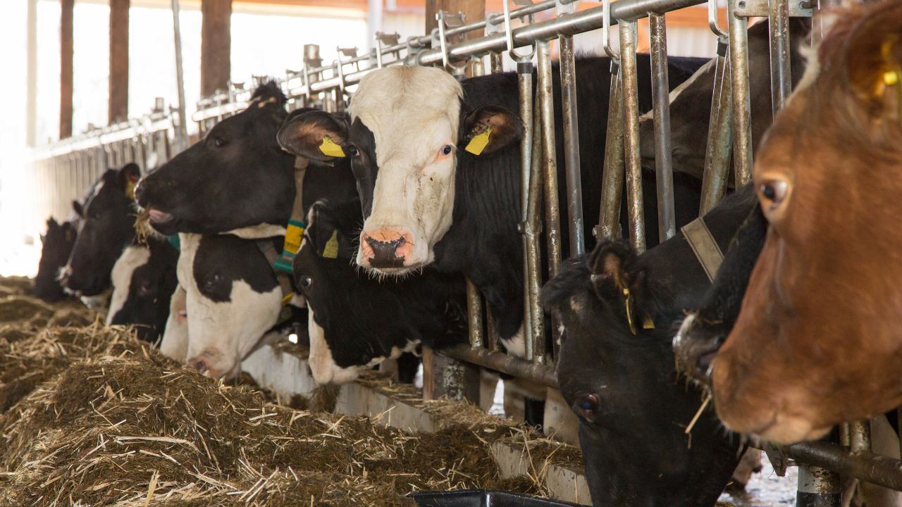 Dairy Farming Summer Care Tips For Dairy Animals How To Increase Milk Production