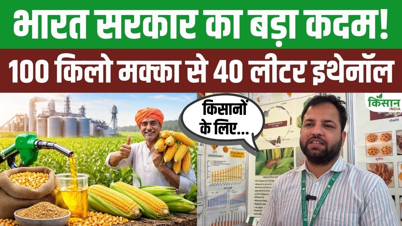 Maize Increase Farmers Income 100 Kg Maize Produces About 40 Liters Ethanol Scientists Explained Complete Calculations