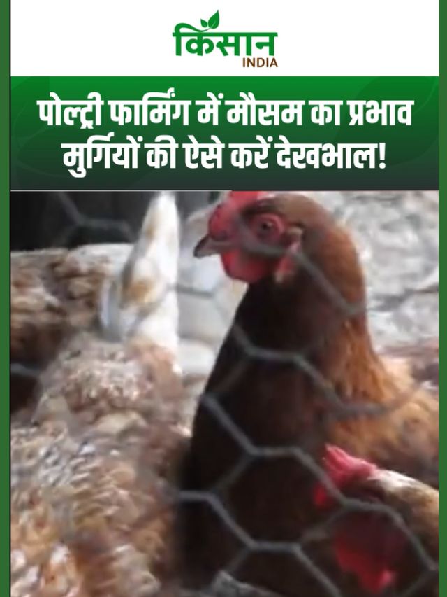 Poultry Farming में मौसम का प्रभाव और मुर्गियों की सुरक्षा के आसान उपाय