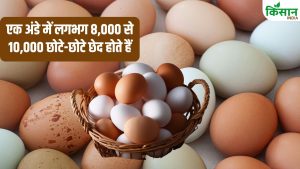 अंडे में होते हैं हजारों छेद, फिर भी अंदर नहीं जाता पानी.. जानें इसके पीछे का विज्ञान