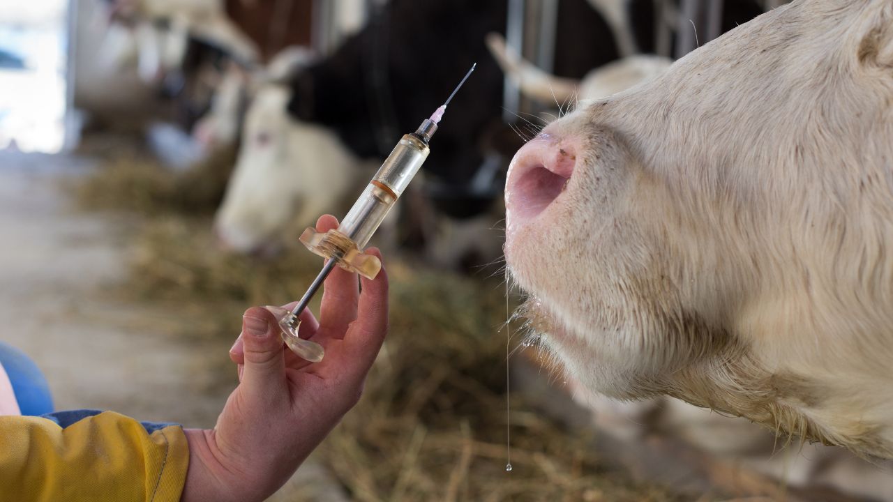 Vaccinating Your Animals Beneficial Reduce Illness Lower Expenses And Increase Income