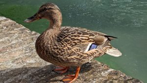 कम खर्च में डबल कमाई का मौका, इस पक्षी के पालन से बदल सकती है किसानों की किस्मत!