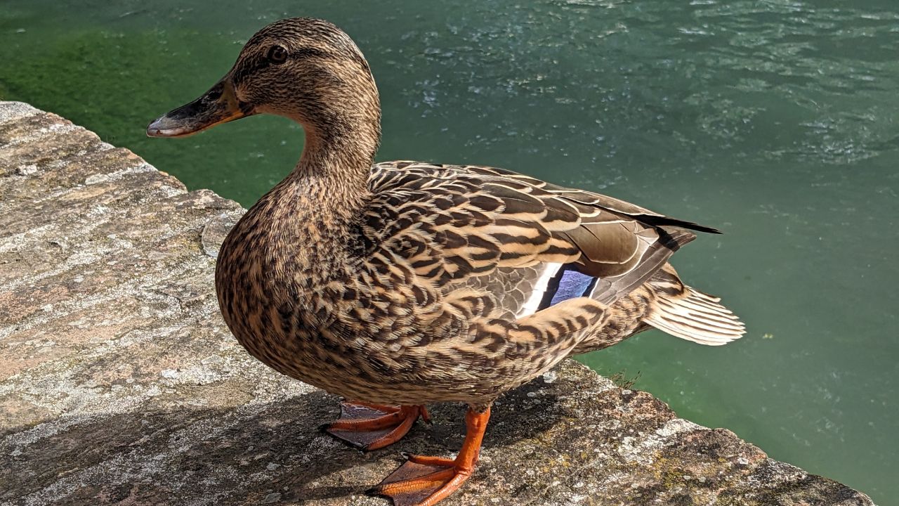 कम खर्च में डबल कमाई का मौका, इस पक्षी के पालन से बदल सकती है किसानों की किस्मत!