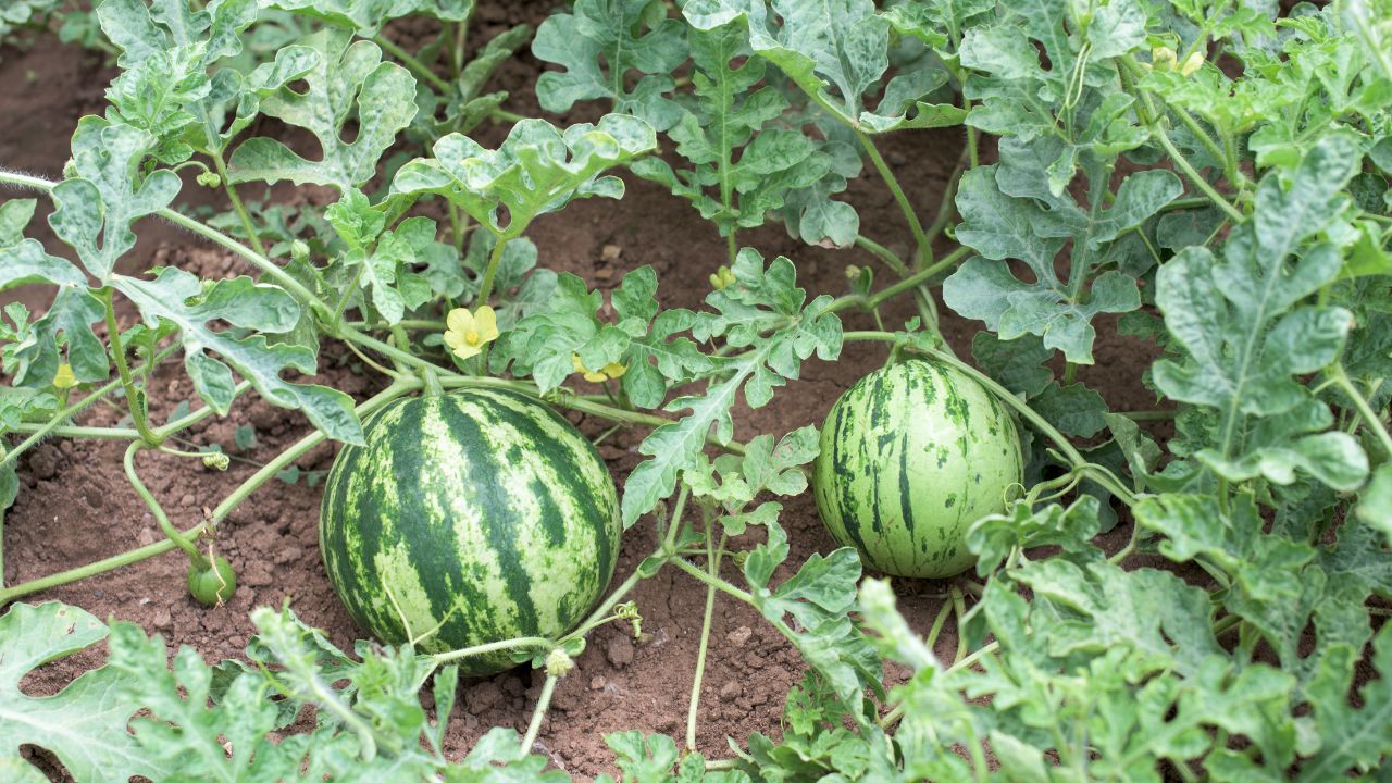 This Sweet Fruit Ready Just 3 Months Provide Substantial Income Making Farmers Wealthy Quickly With Little Expense