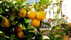 नींबू के पौधों से फूल झड़ रहे हैं? अपनाएं यह देसी उपाय, डालियां भर जाएंगी फल से