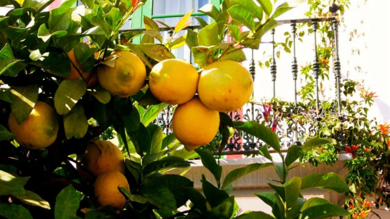 Are Lemon Plants Losing Their Flowers Try This Home Remedy And Branches Filled With Fruit