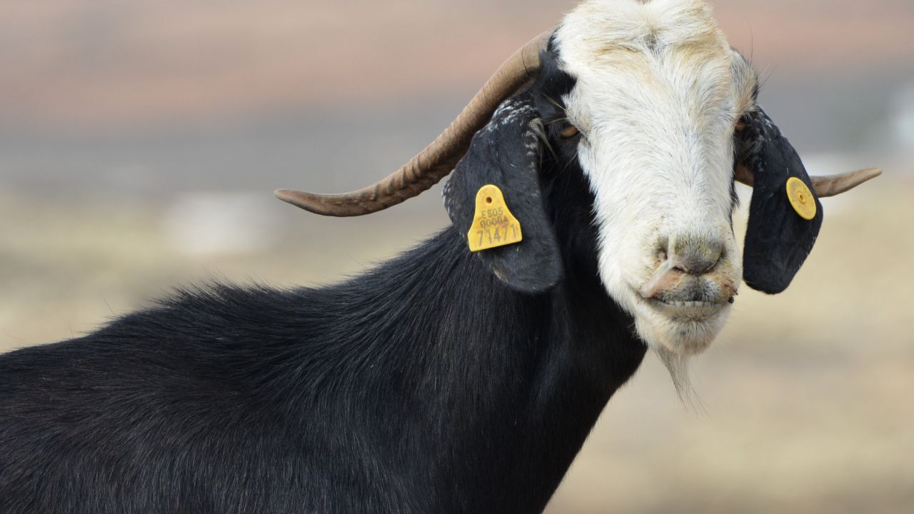 Now Every Animal Unique Identity Animal Tagging Provide Many Benefits Livestock Owners