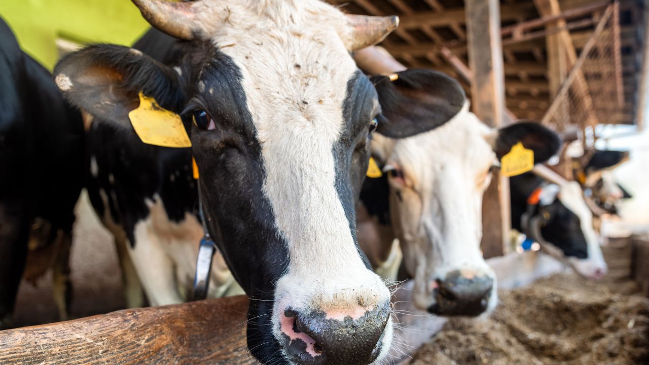 Foot And Mouth Disease Cases In Livestock Dropped To 3 Percent Due To Free Vaccination Drive In Gujarat