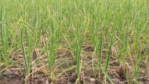 लहसुन की फसल में चुपचाप फैल रही ये खतरनाक बीमारी! समय रहते नहीं संभले तो हो सकता है भारी नुकसान लहसुन की फसल में चुपचाप फैल रही ये खतरनाक बीमारी! समय रहते नहीं संभले तो हो सकता है भारी नुकसान