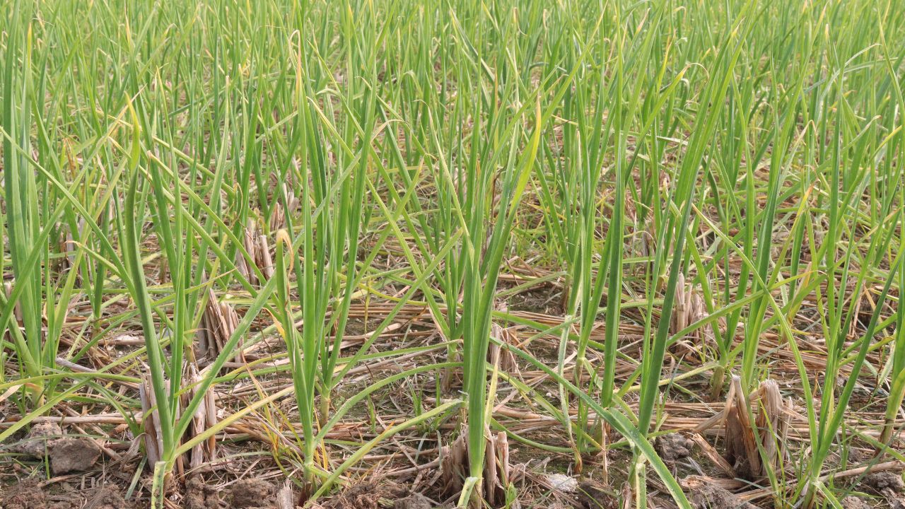 Lehsun Ki Kheti Ke Tips Garlic Crop Root Rot Fungal Disease Control Tips Yield Protection