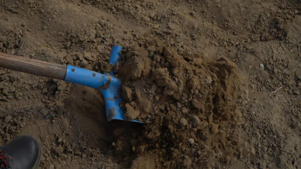 घनजीवामृत से पोषक तत्वों का सही संतुलन मिट्टी में बनता है, जिससे फसल न केवल स्वस्थ होती है बल्कि उसका स्वाद और पोषण मूल्य भी बढ़ जाता है. यह खासतौर पर सब्जियों और अनाजों में गुणवत्ता सुधारने में मदद करता है.