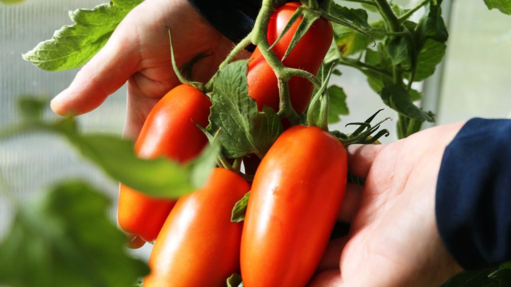 टमाटर के पौधों में पत्तियां मुड़ना, दाग लगना या जड़ों की बीमारी आम समस्या है. इससे बचाव के लिए समय-समय पर नीम ऑयल का छिड़काव करें. जड़ों को सुरक्षित रखने के लिए मिट्टी में नीम खली डालते रहें. जब पौधों पर फूल और फल आ जाएं, तो पके हुए टमाटर समय पर तोड़ते रहें. 