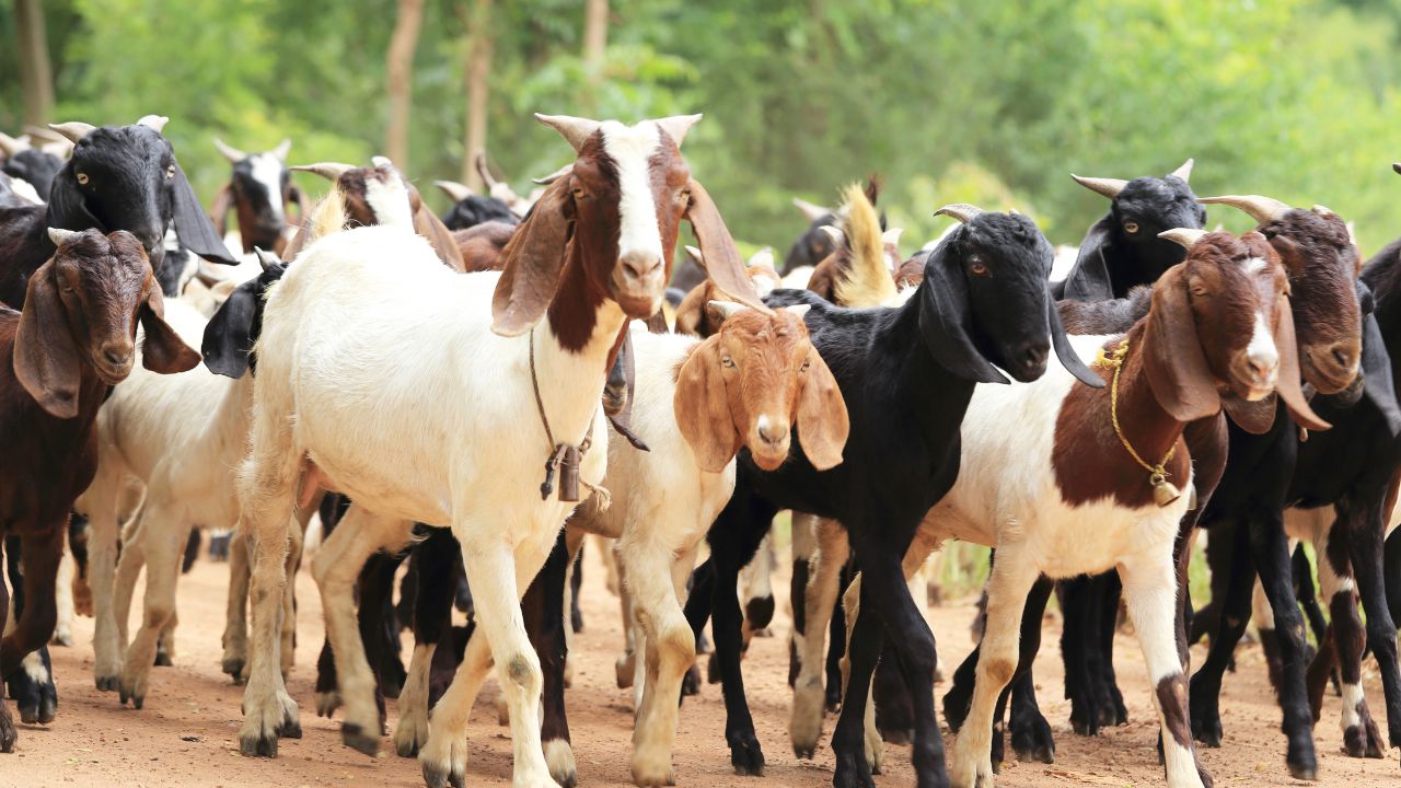 बकरी पालने वालों के लिए बड़ी चेतावनी! 24 घंटे में बकरियों की जान ले सकती हैं ये बीमारियां, एक्सपर्ट से जानें बचाव