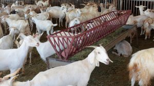 बकरी पालन से करना चाहते हैं मोटी कमाई? एक्सपर्ट ने बताई सबसे फायदेमंद नस्लें, दूध और मांस दोनों से होगा मुनाफा