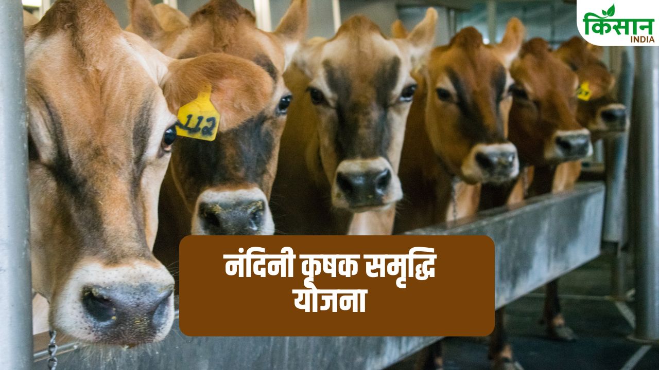 25 गायों के साथ शुरू करें गौपालन, 50 फीसदी सब्सिडी पर सरकार दे रही है 62 लाख का लोन.. ऐसे करें अप्लाई