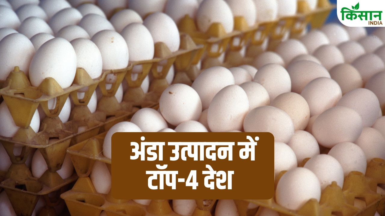 Egg Production: भारत बना दुनिया में दूसरा सबसे बड़ा अंडा उत्पादक देश, जानिए पहले-तीसरे स्थान पर कौन सा देश