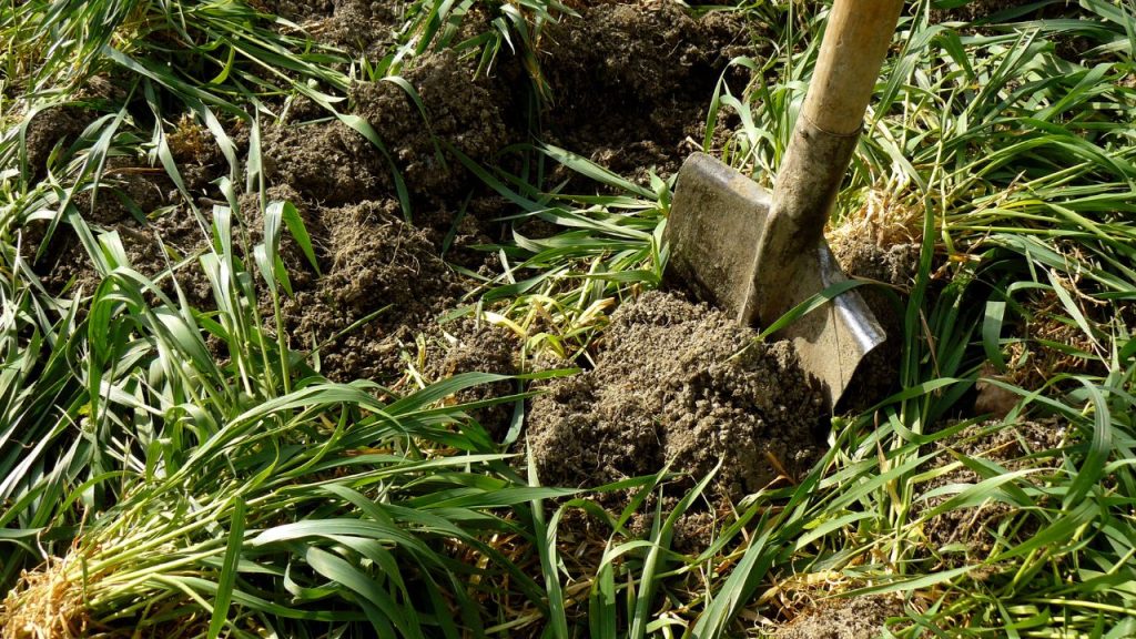 सिर्फ 2-3 सीजन में बदलेगी मिट्टी की किस्मत! जानें ग्रीन मैन्योर से कम लागत में बंपर पैदावार का सीक्रेट