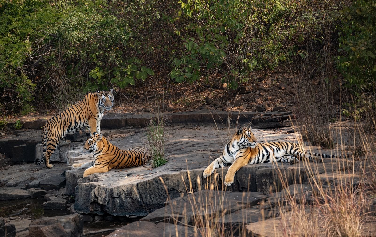 World Wildlife Day Big Jump In 16 Year Tiger Population Country Increased From 1411 To 3167