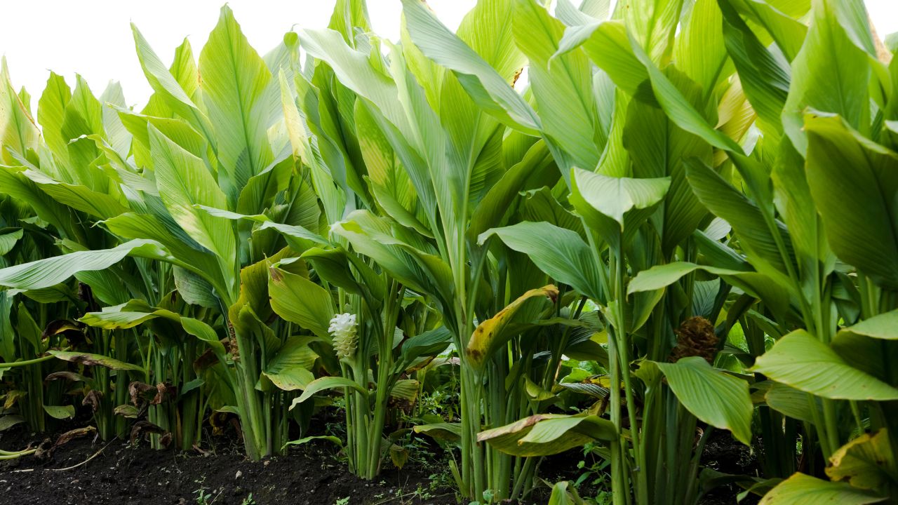 Haldi Ki Kheti Best Variety Of Turmeric For Bumoer Profit Low Cost High Income Cultivation Tips